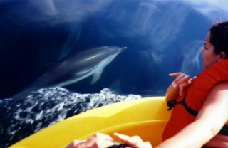 avistamiento de delfines